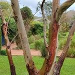 Eucalyptus parvula Hábito