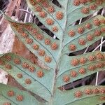 Polypodium vulgare Fruto