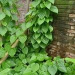 Tinospora crispa Hoja
