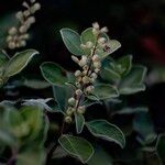 Vitex trifolia Fruit