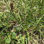 Carex curvula Habitus