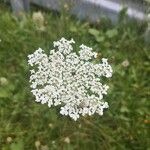 Daucus carotaFlower