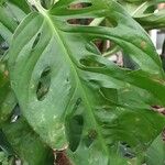 Monstera adansonii Liść