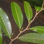 Pseudolmedia spuria Leaf