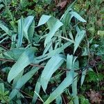 Tulipa agenensis Habit