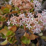 Crassula ovata অন্যান্য