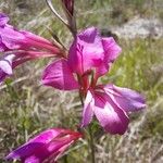 Gladiolus dubius Blodyn