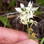 Coutoubea spicata Çiçek