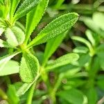 Galium aparine Hoja