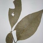 Rauvolfia paraensis 叶