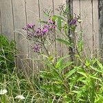 Vernonia noveboracensisFlor