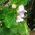 Gloxinia perennis Blad