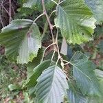 Alnus incana पत्ता