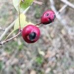 Crataegus laciniata Плод