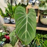 Philodendron gloriosum Fuelha