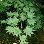 Acer shirasawanum Folha