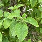 Coleus barbatus Leht
