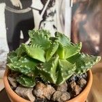 Faucaria tigrina ഇല