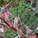 Puya spathacea 花