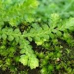 Selaginella kraussiana Buveinė