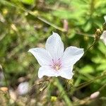 Linum tenuifoliumKukka