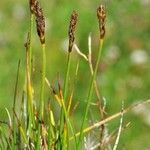Carex bipartita Pokrój