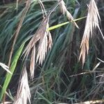 Bromus catharticus Hedelmä