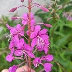 Epilobium angustifoliumЦвят