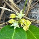 Peplonia asteria Flower