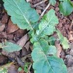 Chaptalia nutans Yaprak