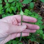 Allium canadense Leaf