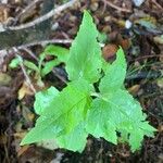 Eupatorium cannabinumFolha