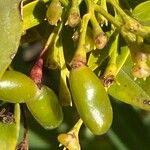 Jasminum odoratissimum Fruit