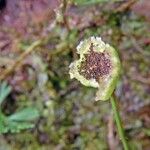 Elaphoglossum peltatum Blomma