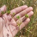 Ranunculus arvensis Frukto