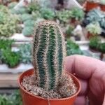 Echinocereus pectinatus Leaf