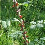 Rosa canina Bark