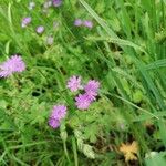 Geranium pyrenaicum Kukka