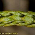 Lycopodium tristachyum Frucht