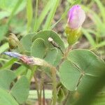 Oxalis obliquifolia Flower