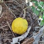 Solanum aculeastrum Fruto