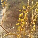 Reseda stricta Çiçek