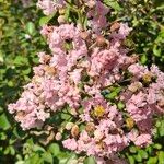 Lagerstroemia indicaFlor