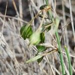 Chlorophytum pendulum Frukt