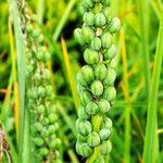 Kniphofia uvaria Vrucht