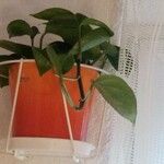 Philodendron hederaceumFolha