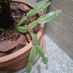 Schlumbergera bridgesii Fulla