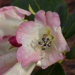 Rhododendron stewartianum Flower