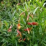Lobelia laxiflora 花