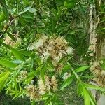 Melaleuca styphelioides Flower